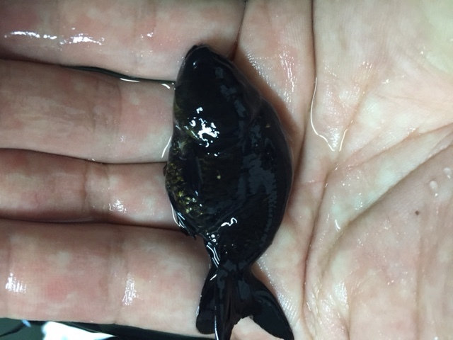 ★即決★黒らんちゅう３匹 ±4ｃｍ 真っ黒ランチュウ タイ産 金魚 ライオンヘッド_画像2