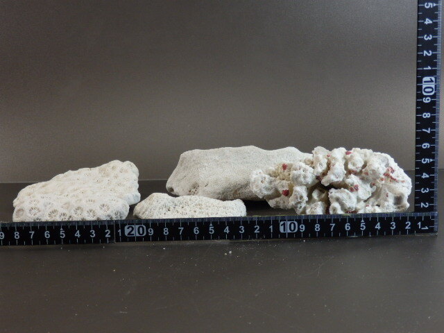 H◇【白珊瑚礁】サンゴ 珊瑚 置物 アクアリウム 水槽アクセサリー 水槽装飾 大小5個セット _画像9
