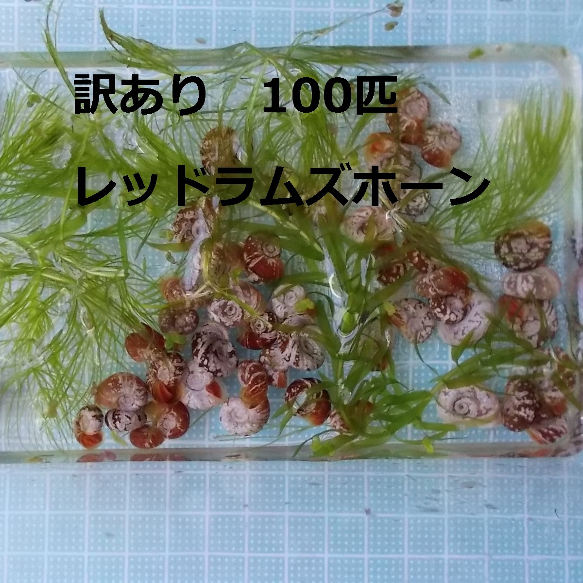 【訳あり】レッドラムズホーン100匹+おまけの水草入りD_画像3