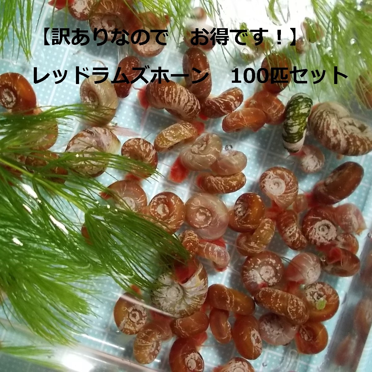 【訳あり】レッドラムズホーン100匹+おまけの水草入りE_画像1