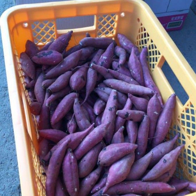 B級品 紅天使　約3キロ　S~M 芋屋のサツマイモ
