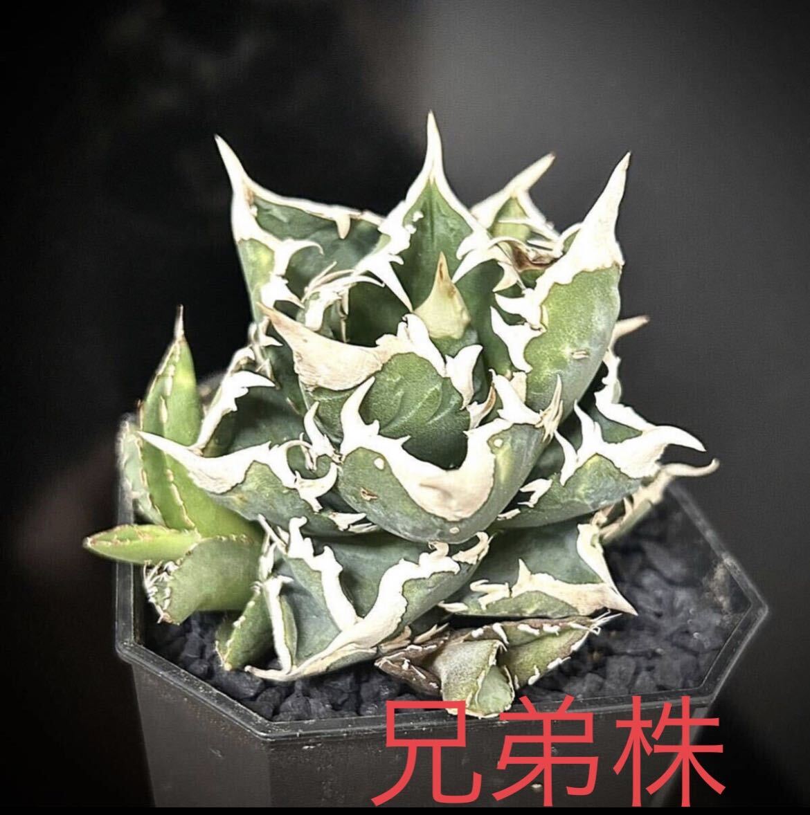 AGAVE TITANOTA 大白鯊 子株 ホホジロザメ②( cj special 皇冠 清櫻 アガベ チタノタ オテロイ_画像5