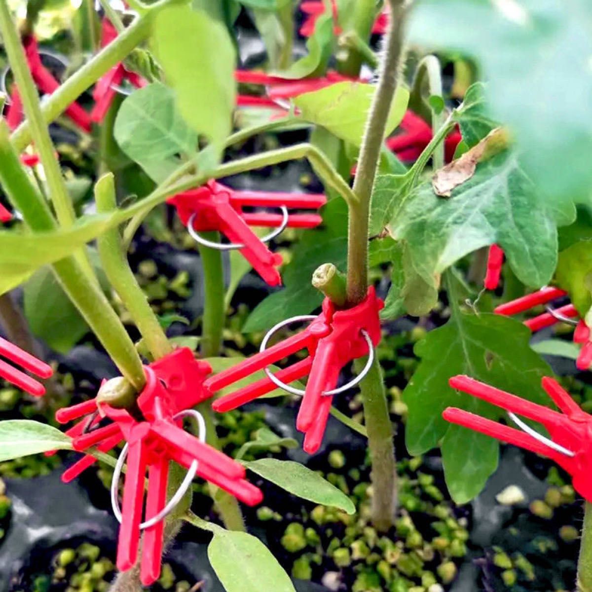 園芸植物接木クリップ 25+5個増量　野菜クリップ 植物移植クリップ