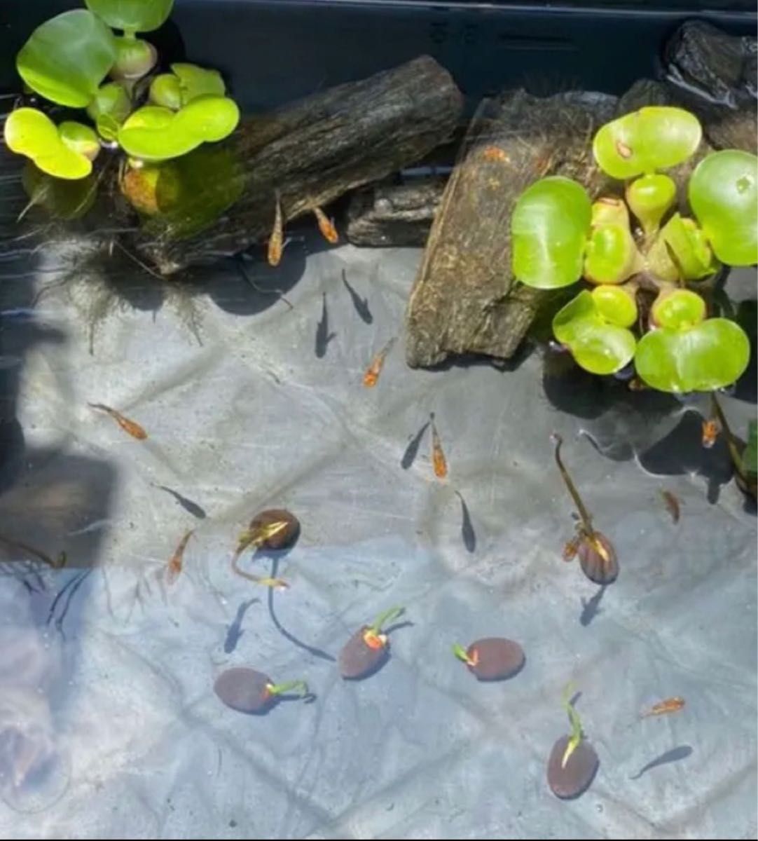 大人気！加工済 ティーカップフラワー10粒 蓮 ハス 花色ランダム