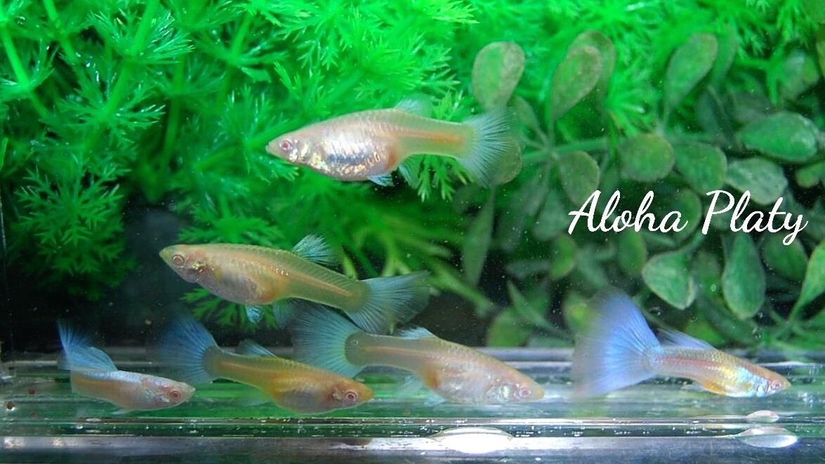 ★RRE.A ブルートパーズ 2ペア＋♀2匹の6匹セット★Aloha Platy★_画像6