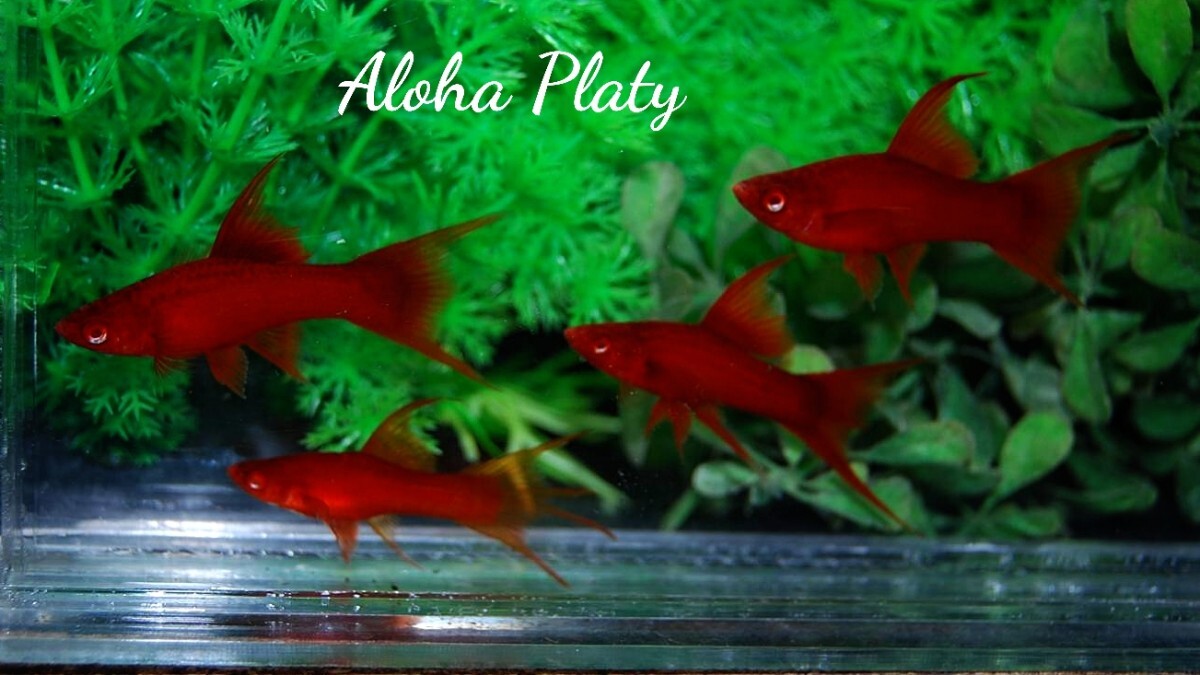 ★Aloha Platy★RRE.A タンジェリン ハイフィン ライヤーソード 4匹セット★の画像3