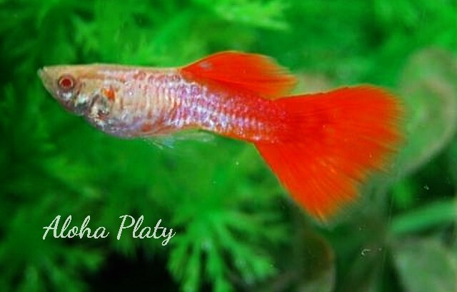 ★RRE.A 特選 レースコブラレッドテール 2ペアセット★Aloha Platy★の画像2