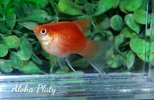 ★Aloha Platy★バルーンライヤープラティ ♀2匹セット★_画像2