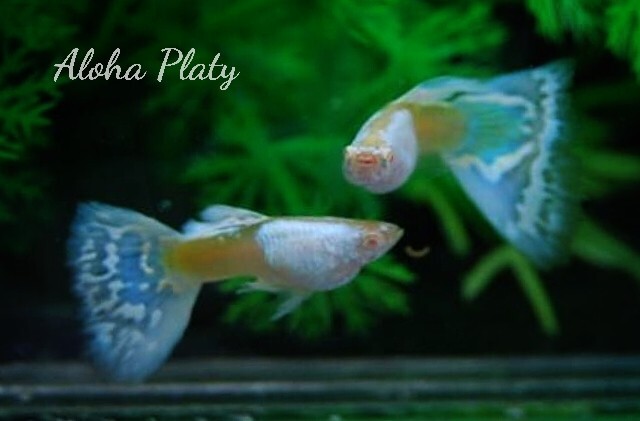 ★RRE.A シルバラド アイボリーモザイク 2ペアセット★Aloha Platy★_画像1