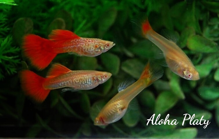 ★RRE.A 特選 レースコブラレッドテール 2ペアセット★Aloha Platy★_画像5