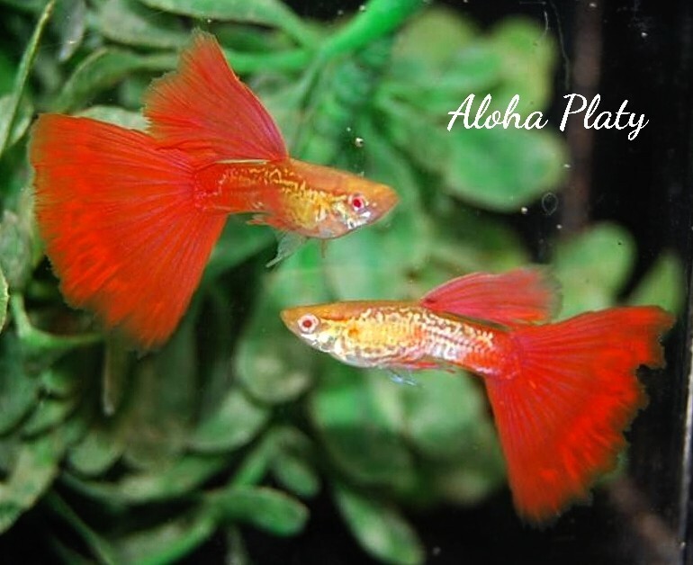 ★RRE.A 特選 レースコブラレッドテール 2ペアセット★Aloha Platy★_親の参考写真