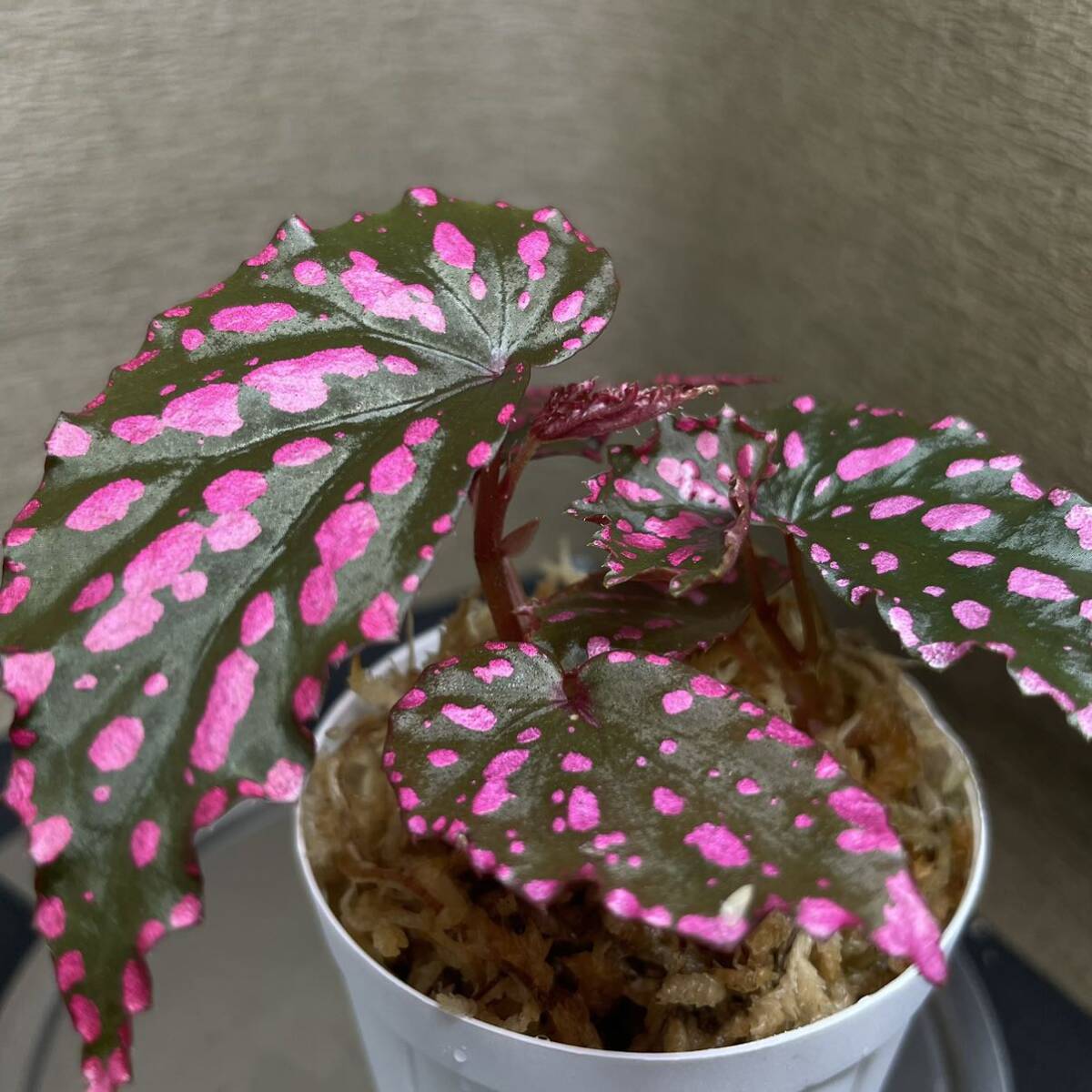 Begonia negrosensis (WWR便) ベゴニア　①_画像3