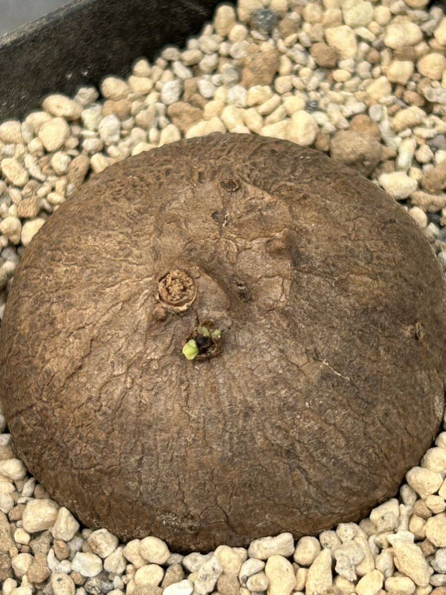 丸形 Stephania Erectaステファニア エレクタ 発芽発根管理中多肉植物 塊根植物 5cmの画像3