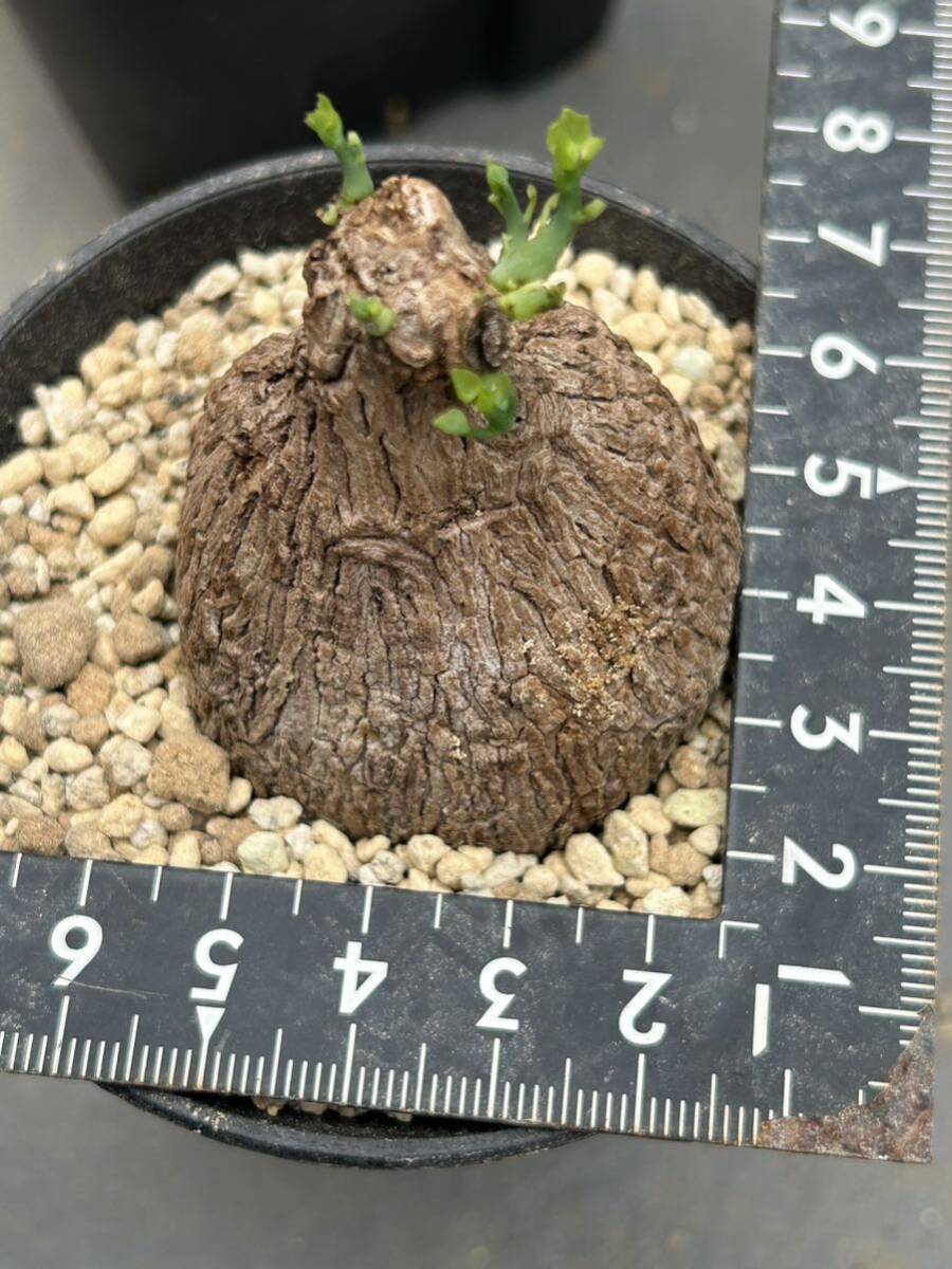 ステファニア スベローサ ヴェノサ Stephania suberosa ステファニア スベローサ発根済み植木鉢_画像4