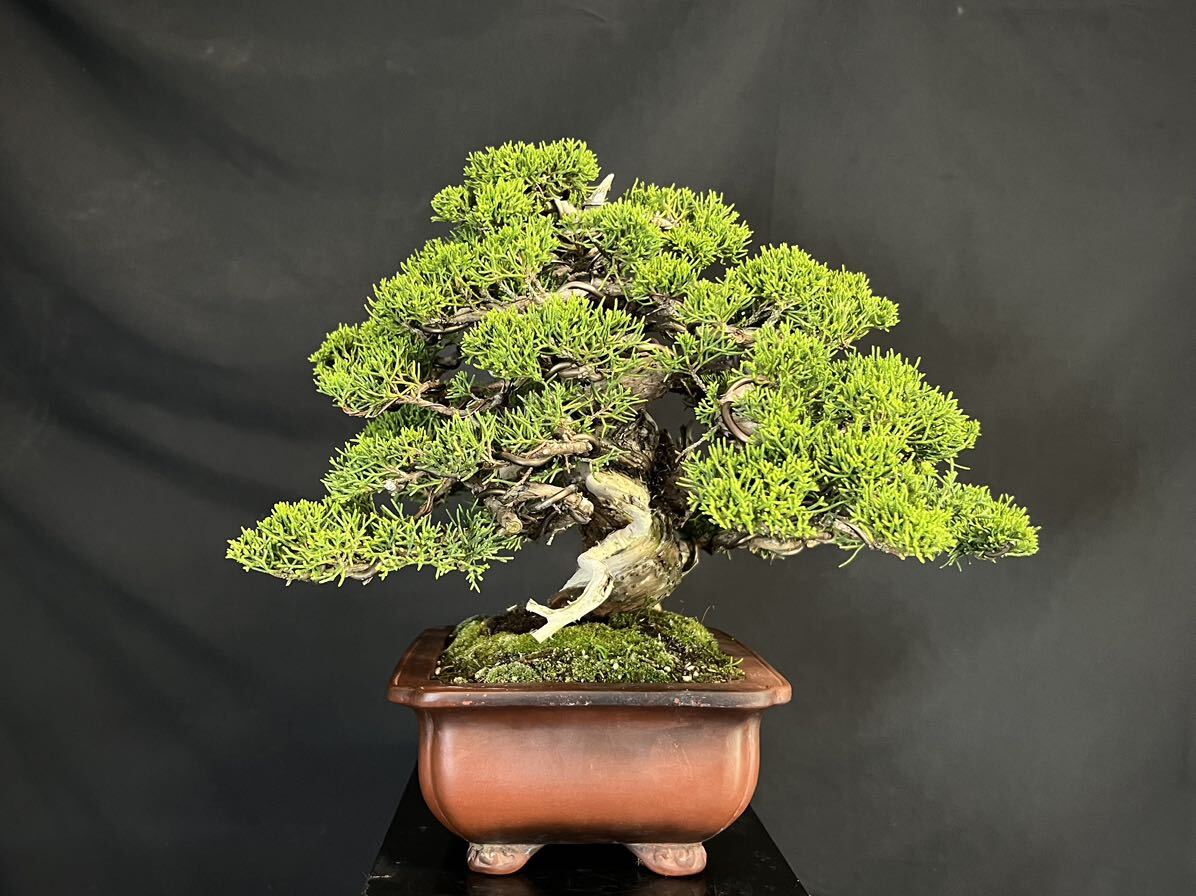  thread fish river genuine Kashiwa genuine Kashiwa bonsai genuine Kashiwa height of tree 28cm