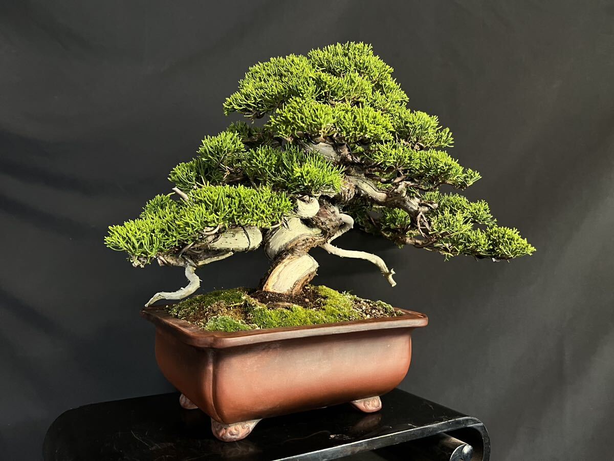  thread fish river genuine Kashiwa genuine Kashiwa bonsai genuine Kashiwa height of tree 28cm