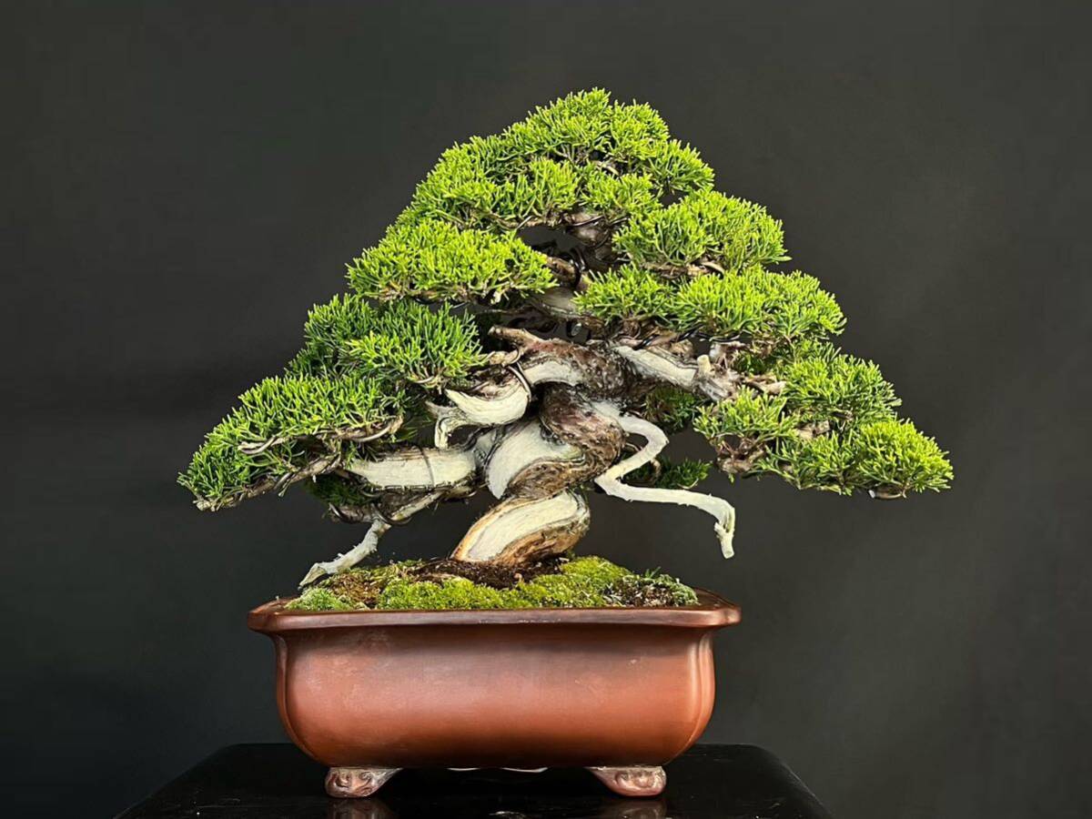  thread fish river genuine Kashiwa genuine Kashiwa bonsai genuine Kashiwa height of tree 28cm