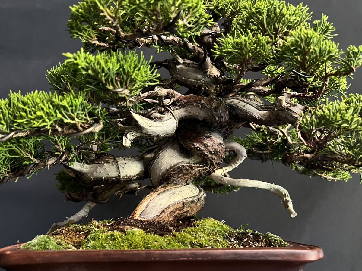  thread fish river genuine Kashiwa genuine Kashiwa bonsai genuine Kashiwa height of tree 28cm