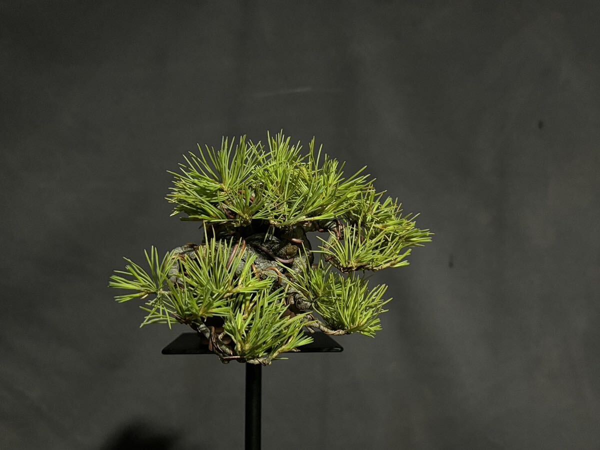. leaf pine . leaf pine bonsai bonsai shohin bonsai 