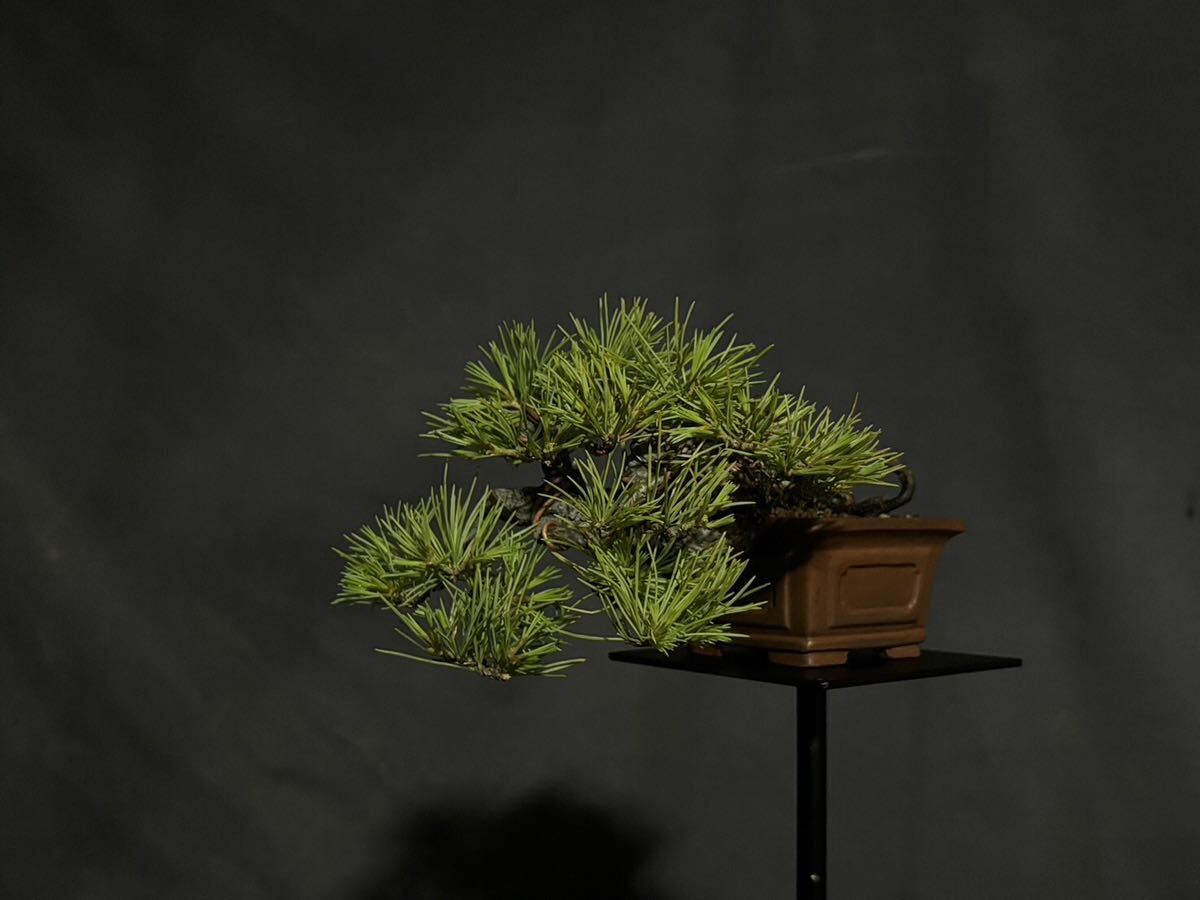 . leaf pine . leaf pine bonsai bonsai shohin bonsai 