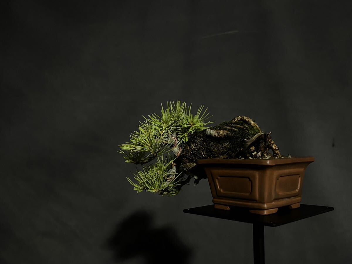 . leaf pine . leaf pine bonsai bonsai shohin bonsai 