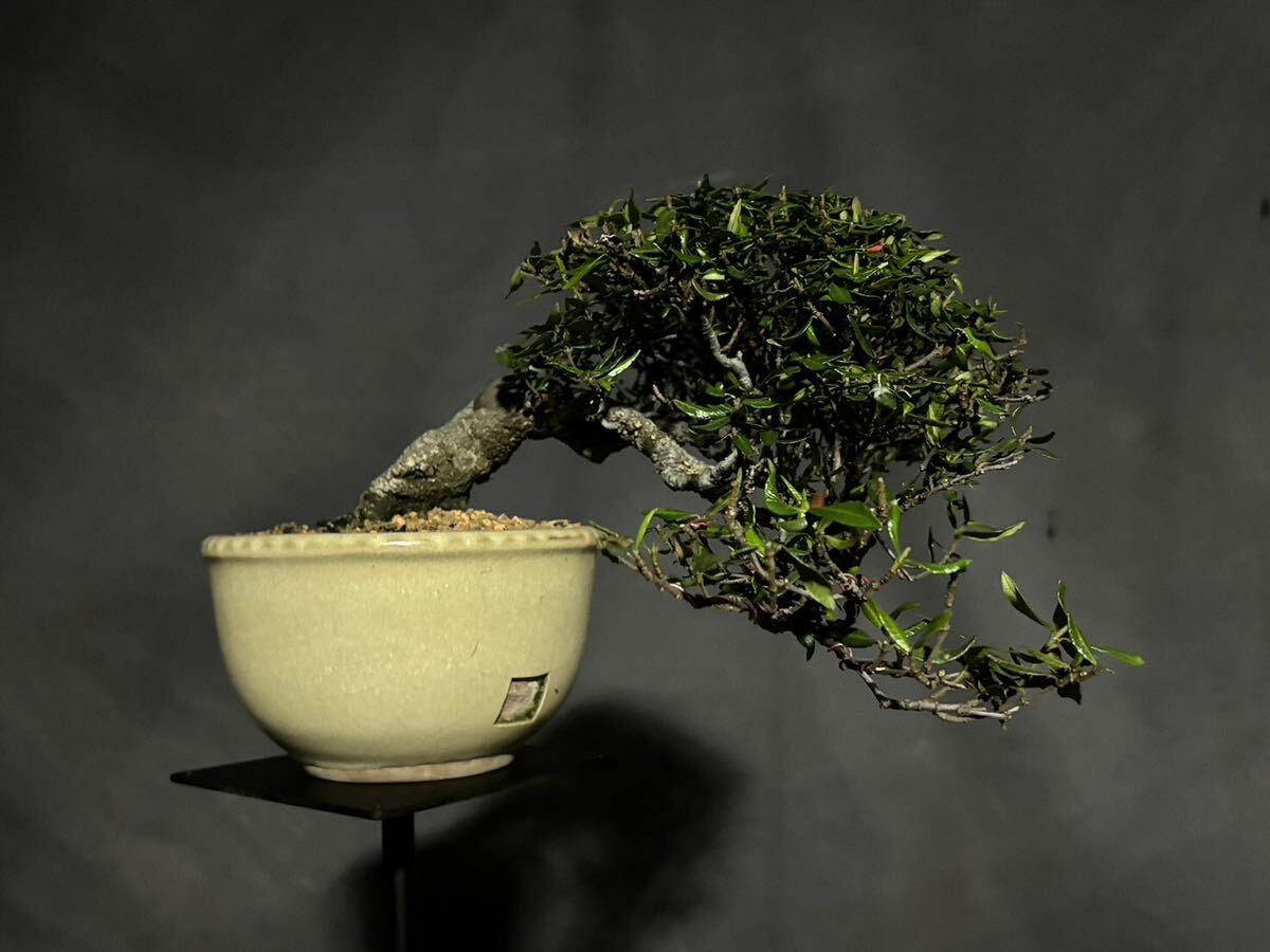  Chile men kazla бонсай Chile men бонсай половина .. shohin bonsai 