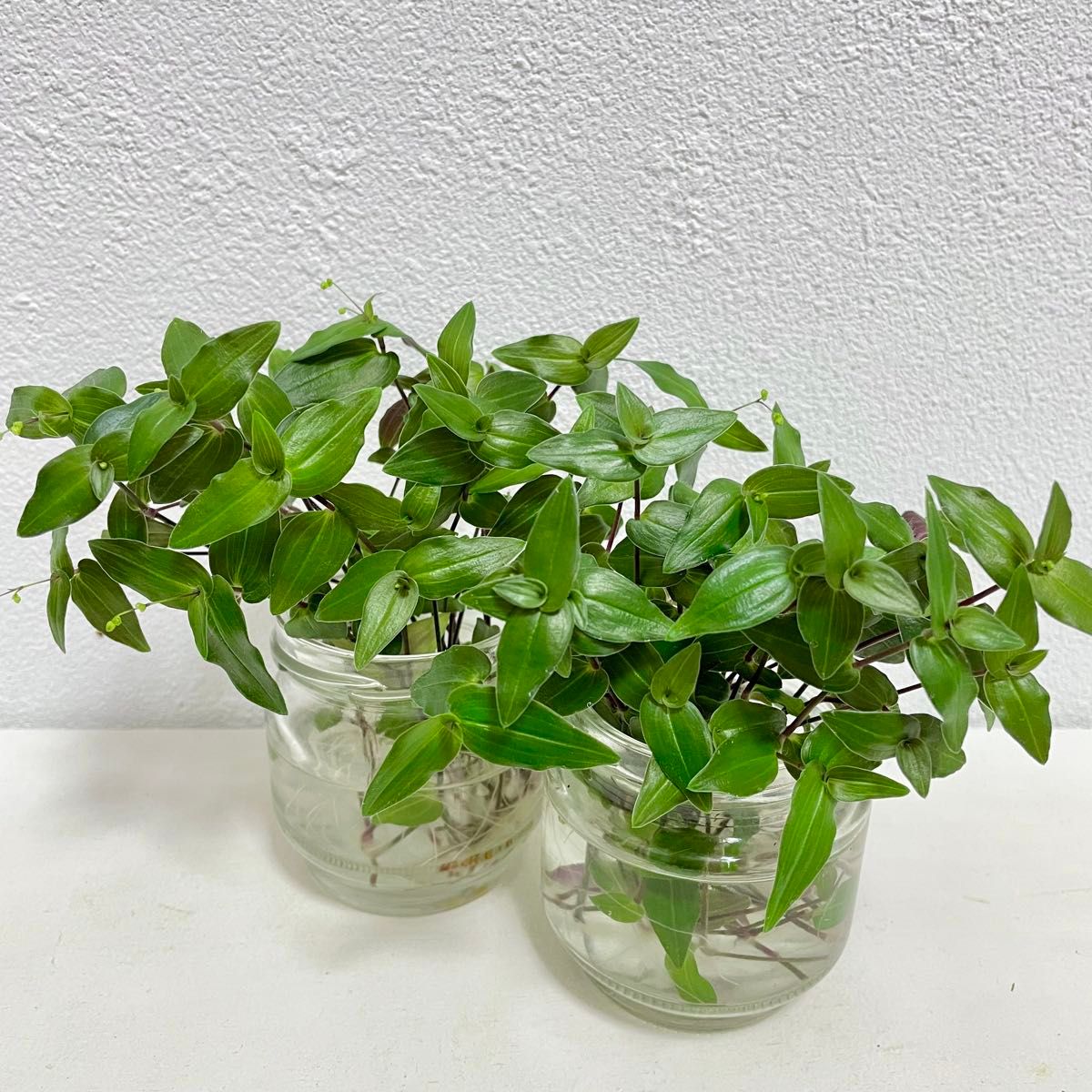 観葉植物 ブライダルベール 抜き苗