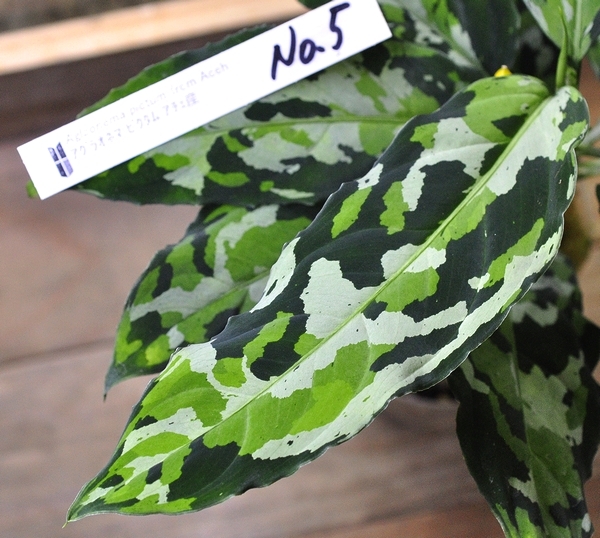 アグラオネマ ピクタム アチェのNo.5 神畑便 Aglaonema pictum _画像1