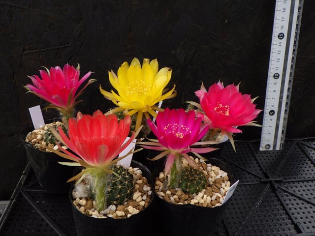 【花サボテン】　５株セット　１０３　Lobivia hybrid　多花性　美花　耐寒性　【◎ロビビア・エキノプシス・カマエセレウス◎】_画像2