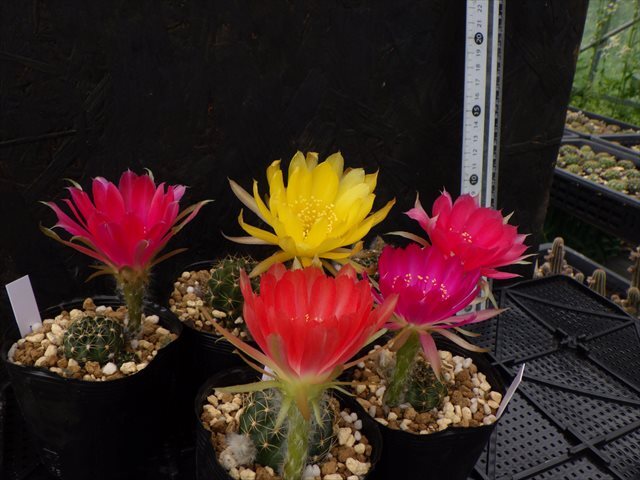 【花サボテン】　５株セット　１０３　Lobivia hybrid　多花性　美花　耐寒性　【◎ロビビア・エキノプシス・カマエセレウス◎】_画像4