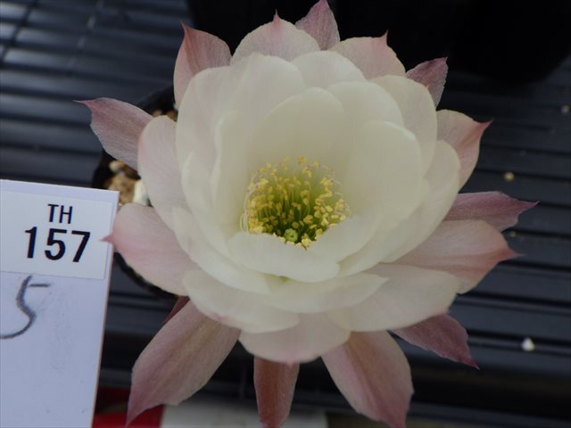 【花サボテン】　５株セット　１５７　Lobivia hybrid　多花性　美花　耐寒性　【◎ロビビア・エキノプシス・カマエセレウス◎】_画像5