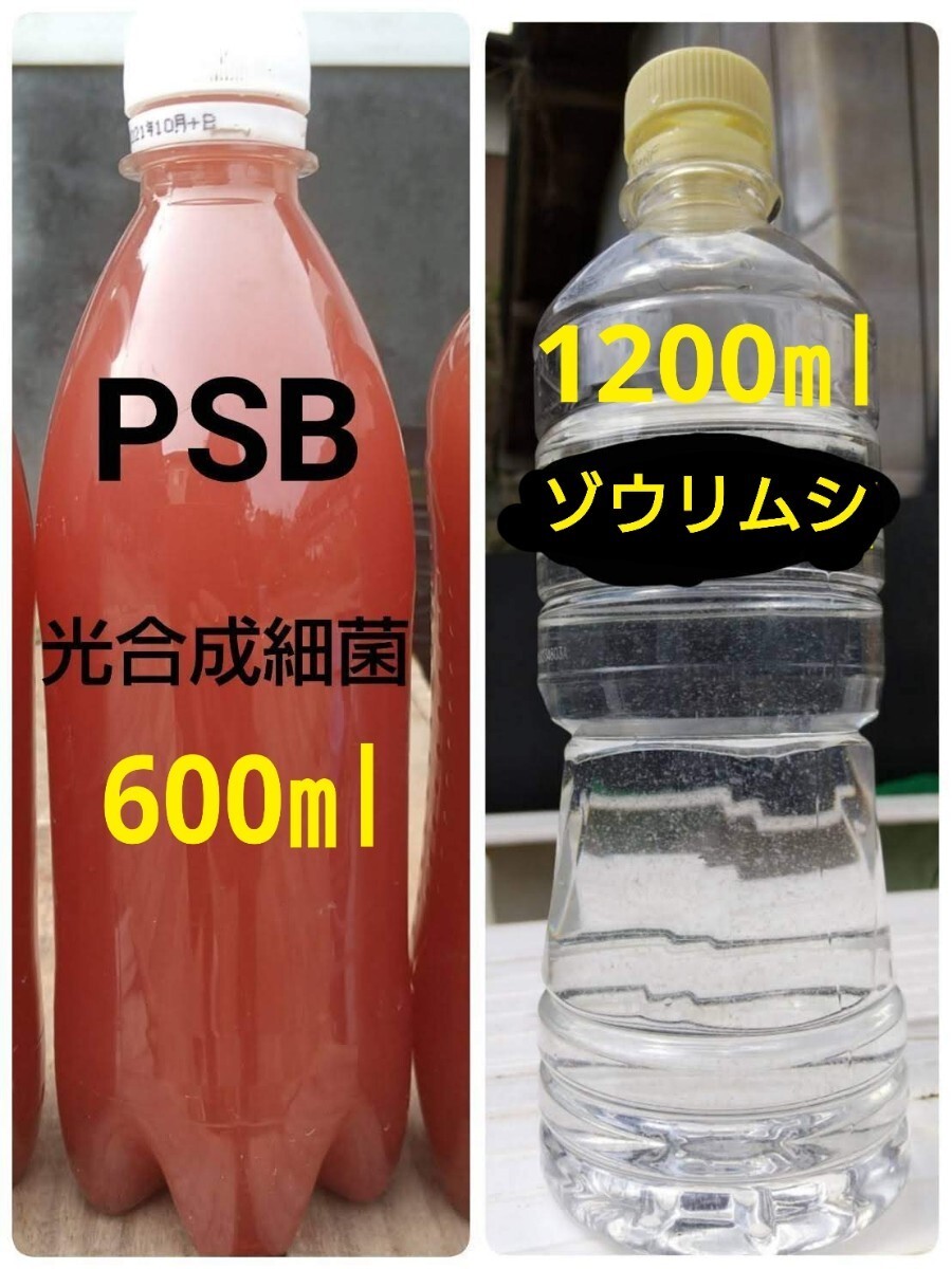 PSB(光合成細菌)600ml＆ゾウリムシ　1200ml　メダカやミジンコの餌　。 グリーンウォーター 金魚 クロレラ　めだか_画像1