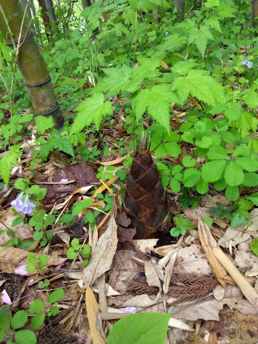 筍　岩手県産　80サイズ　10本前後 5キロ前後_画像2