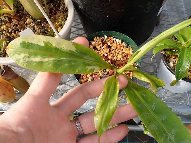 食虫植物 ネペンテス ミラビリス 斑入り Nepenthes mirabilis variegata の画像1