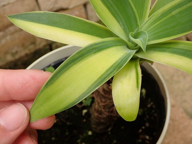 アガベ　アテヌアータ　極麗錦選抜(Agave attenuata variegated)_画像1