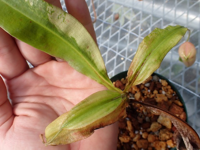 食虫植物　ネペンテス　ミラビリス　斑入り　Nepenthes mirabilis variegata_画像6