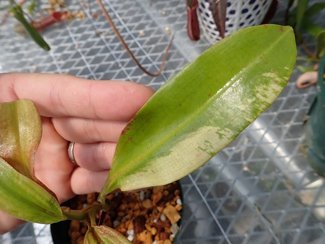 食虫植物　ネペンテス　ミラビリス　斑入り　Nepenthes mirabilis variegata_画像2