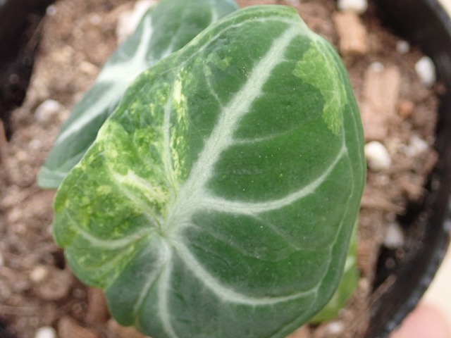 アロカシア　ニンジャ斑入り　Alocasia reginula Ninja variegata_画像6