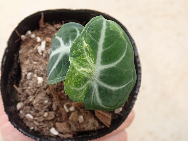 アロカシア　ニンジャ斑入り　Alocasia reginula Ninja variegata_画像4