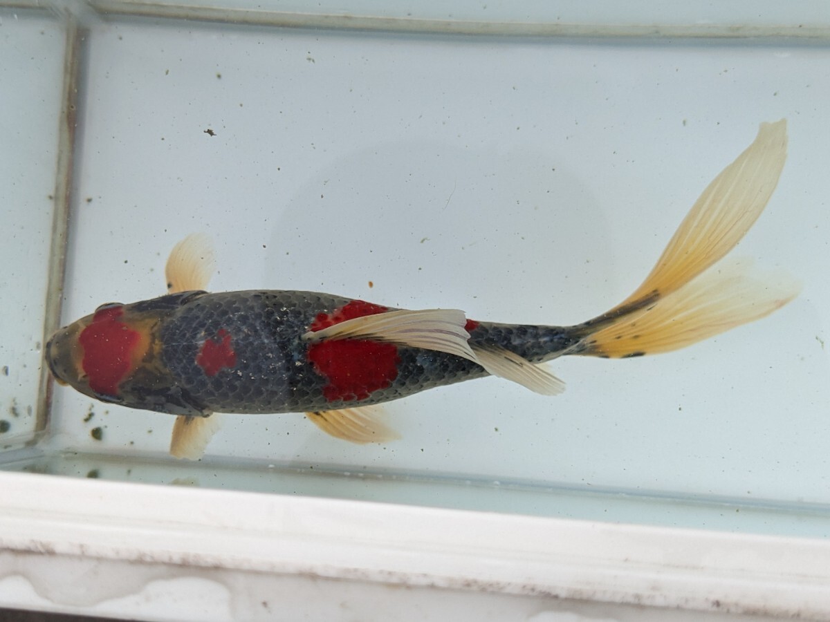 ★☆親魚放出！ 4歳 銀鱗 メタリック朱文金 雄23cm☆★_画像6