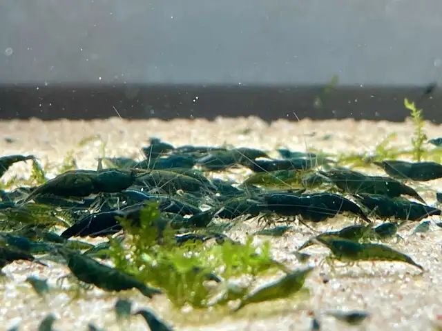[ shrimp ][0.8-1.7cm] green Jade Cherry shrimp [30 pcs ][60]