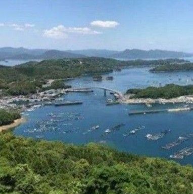 4月22日収穫終了 鹿児島県長島町産 あおさ  あおさのり  乾燥あおさ