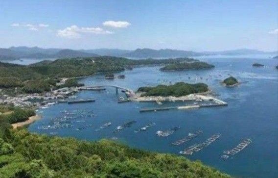 4月22日収穫終了 鹿児島県長島町産 あおさ  あおさのり  乾燥あおさ