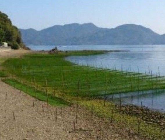 4月22日収穫終了 鹿児島県長島町産 あおさ  あおさのり  乾燥あおさ