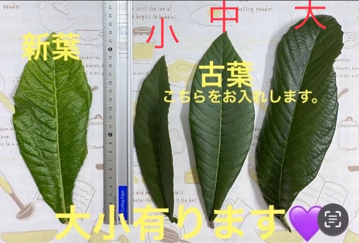 びわの葉  ビワの葉  枇杷の葉  中葉