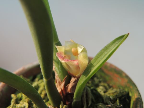 T♪小型洋蘭　 Maxillaria pachyphylla　 洋ラン_画像1