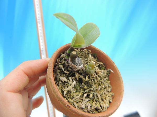 T♪小型洋蘭　Bulbophyllum muscarirubrum　 洋ラン_画像4