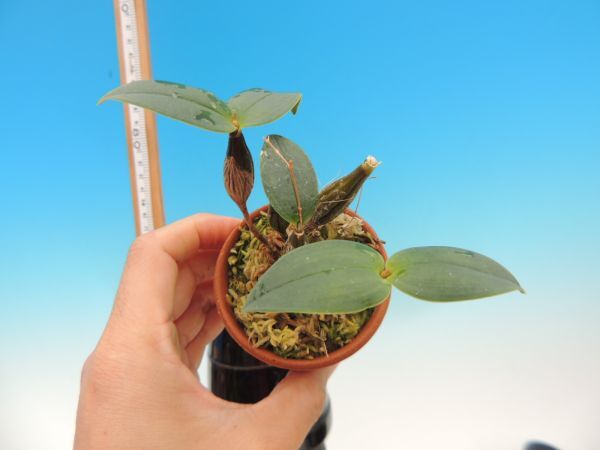 T♪小型洋蘭　　Dendrobium aberrans 　　 洋ラン_画像4
