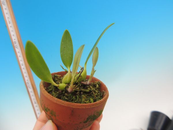 T♪小型洋蘭　Bulbophyllum saltatorium 洋ラン_画像4