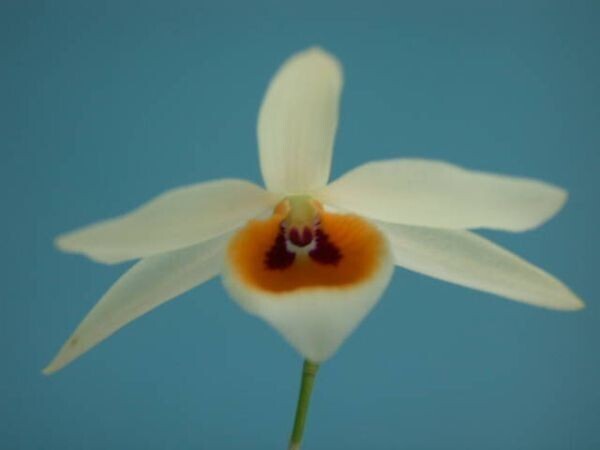 T♪洋蘭　 Dendrobium aphrodite デンドロビューム 洋ラン_画像1